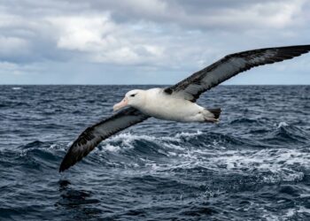 Albatroz de asas abertas planando sobre as ondas durante uma longa jornada pelo oceano. - (Imagem gerada por inteligência artificial-ChatGPT/Olhar Digital)