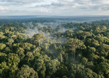 A floresta que consegue produzir parte da própria chuva ao devolver enormes quantidades de água para a atmosfera pelas folhas durante o dia