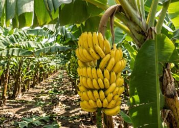 Grande cacho de bananas Cavendish amarelas e uniformes em uma plantação comercial com bananeiras semelhantes organizadas em fileiras. - (Imagem gerada por inteligência artificial-ChatGPT/Olhar Digital)