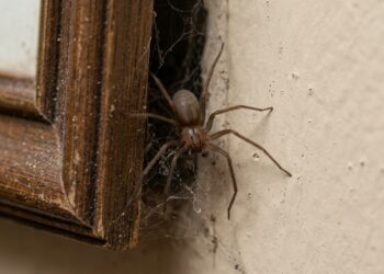 Aranha-marrom de pernas finas e corpo castanho escondida atrás de um quadro de madeira na parede de uma residência. - (Imagem gerada por inteligência artificial-ChatGPT/Olhar Digital)