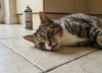Especialistas em dedetização alertam: inseticidas podem intoxicar gatos mesmo após a aplicação, e o hábito de se lamber aumenta o risco