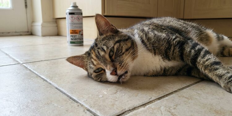 Especialistas em dedetização alertam: inseticidas podem intoxicar gatos mesmo após a aplicação, e o hábito de se lamber aumenta o risco