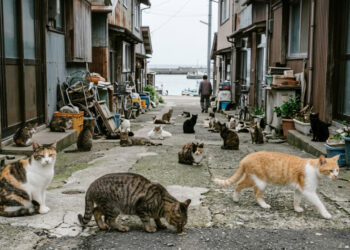 Uma ilha japonesa tem mais gatos do que moradores, e existe até uma tradição local que impede a presença de cães