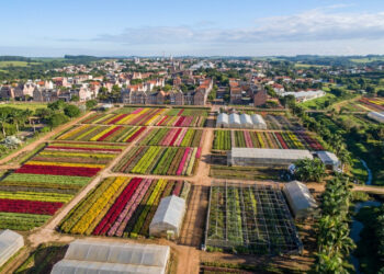 O destino paulista onde campos de flores ocupam boa parte da zona rural transformou produção agrícola em festivais, visitas a estufas e turismo durante o ano inteiro
