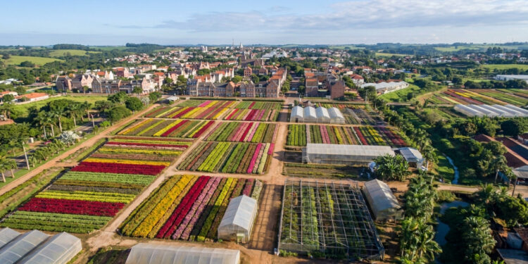 O destino paulista onde campos de flores ocupam boa parte da zona rural transformou produção agrícola em festivais, visitas a estufas e turismo durante o ano inteiro