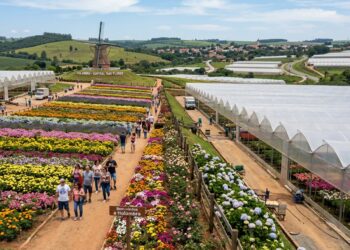 Um pedaço do interior paulista onde flores ocupam dezenas de quilômetros quadrados transformou estufas e lavouras em passeios turísticos durante praticamente o ano inteiro