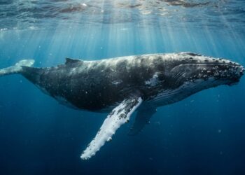 Baleia-jubarte adulta nadando nas águas profundas e azuis do Oceano Pacífico, com longas nadadeiras peitorais abertas e raios solares atravessando a superfície. - (Imagem gerada por inteligência artificial-ChatGPT/Olhar Digital)