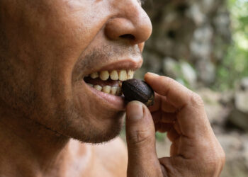 Dentes de até 25 mil anos guardaram sinais de uma planta psicoativa e podem registrar o uso habitual de droga mais antigo já conhecido