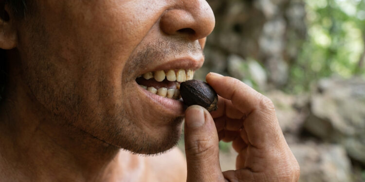 Dentes de até 25 mil anos guardaram sinais de uma planta psicoativa e podem registrar o uso habitual de droga mais antigo já conhecido