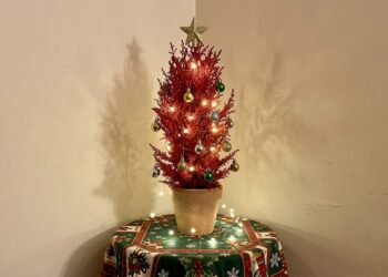 Adeus, árvore de Natal tradicional! A planta que vai virar tendência em 2026