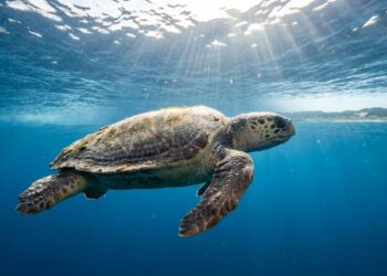 Tartaruga-cabeçuda adulta nadando em oceano aberto durante sua migração em direção à região costeira natal. - (Imagem gerada por inteligência artificial-ChatGPT/Olhar Digital)