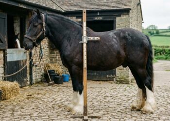 Hugo, cavalo Shire de grande porte, em pé ao lado de uma régua veterinária indicando 199 centímetros na cernelha. - (Imagem gerada por inteligência artificial-ChatGPT/Olhar Digital)