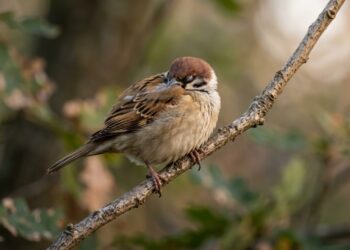 Pássaro silvestre dormindo equilibrado em um galho fino com as patas firmemente agarradas à madeira. - (Imagem gerada por inteligência artificial-ChatGPT/Olhar Digital)