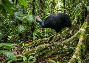 Uma mulher plantou 119 mil árvores em um antigo canavial, que hoje abriga uma floresta com mais de 150 espécies de árvores e serve de refúgio para aves raras