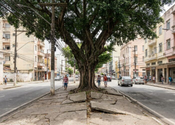 Cidades estão descobrindo que plantar árvores sem planejar espécie e espaço pode trocar sombra por calçada quebrada, conflito com fiação e manutenção constante