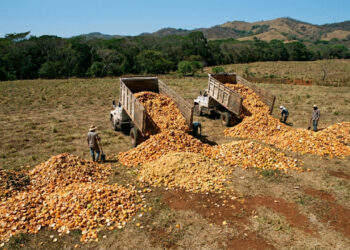 Em 1998, fábrica despeja 12 mil toneladas de cascas de laranja na Costa Rica e é processada, 16 anos depois, o pasto vira floresta