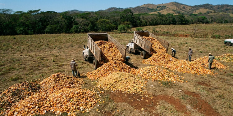 Em 1998, fábrica despeja 12 mil toneladas de cascas de laranja na Costa Rica e é processada, 16 anos depois, o pasto vira floresta