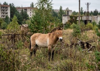 Animal quase extinto vive livre na zona de exclusão de Chernobyl, e a manada não para de crescer