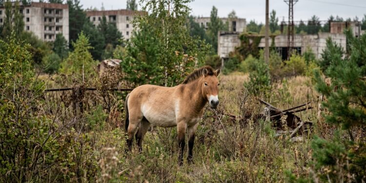 Animal quase extinto vive livre na zona de exclusão de Chernobyl, e a manada não para de crescer