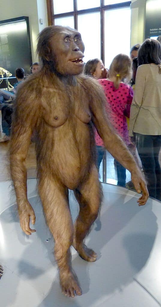 Reconstrução de um Australopithecus Afarensis, possível ancestral dos humanos
