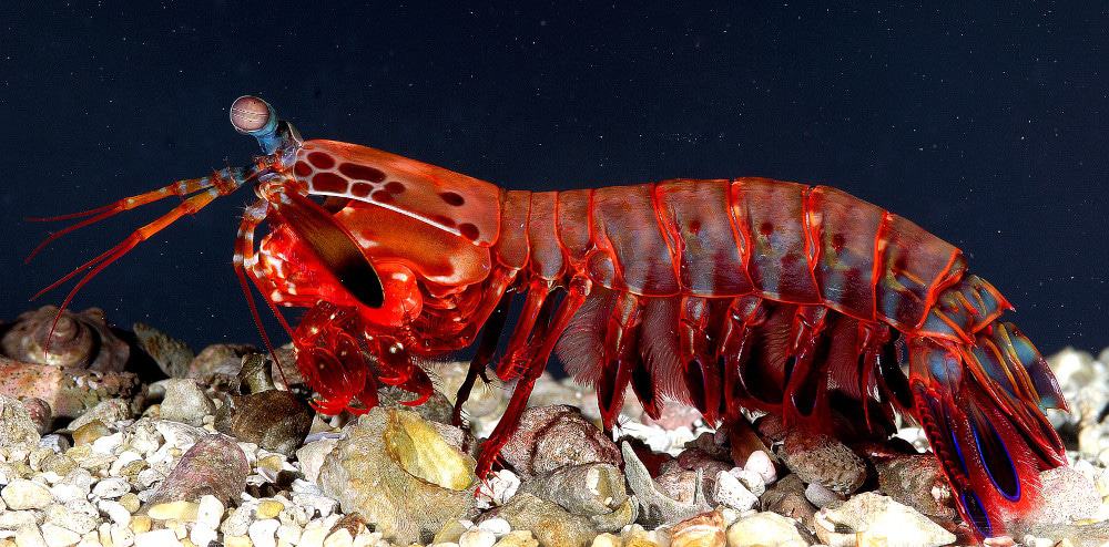 Um camarão louva-a-deus da espécie Odontodactylus Scyllarus.