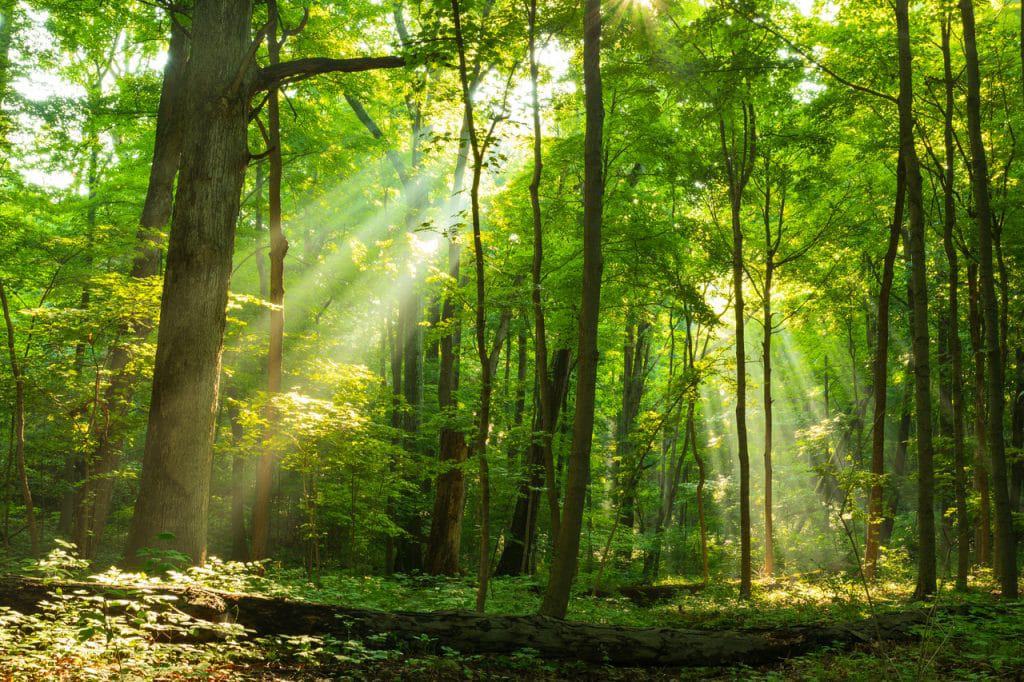 Floresta com engenharia genética