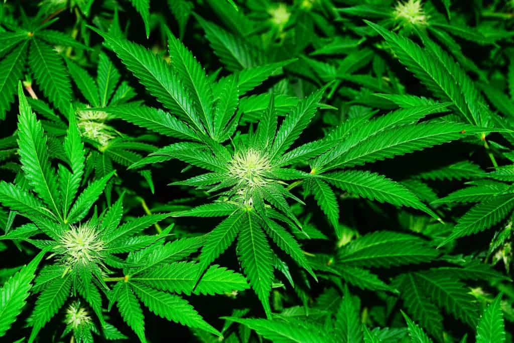 Maconha