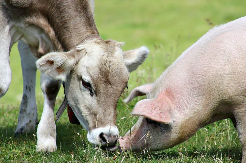 Vacas e porcos. Imagem: Shutterstock