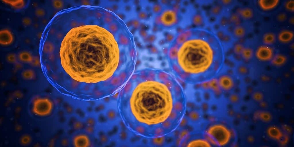 Conheça o vírus Oropouche, que causa doença com sintomas parecidos com a dengue