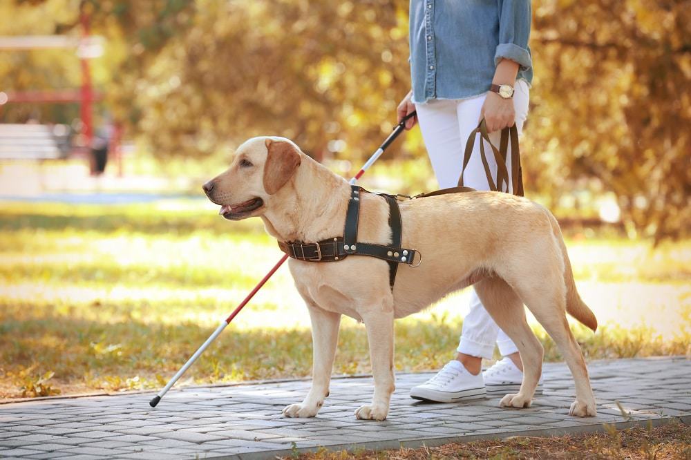 Cão-guia com sua dona Imagem: Shutterstock