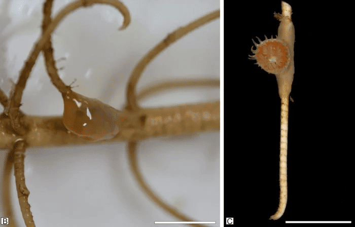 Imagem em close mostra um hexacoral posicionado na haste de um lírio do mar