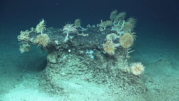 Monte submarino