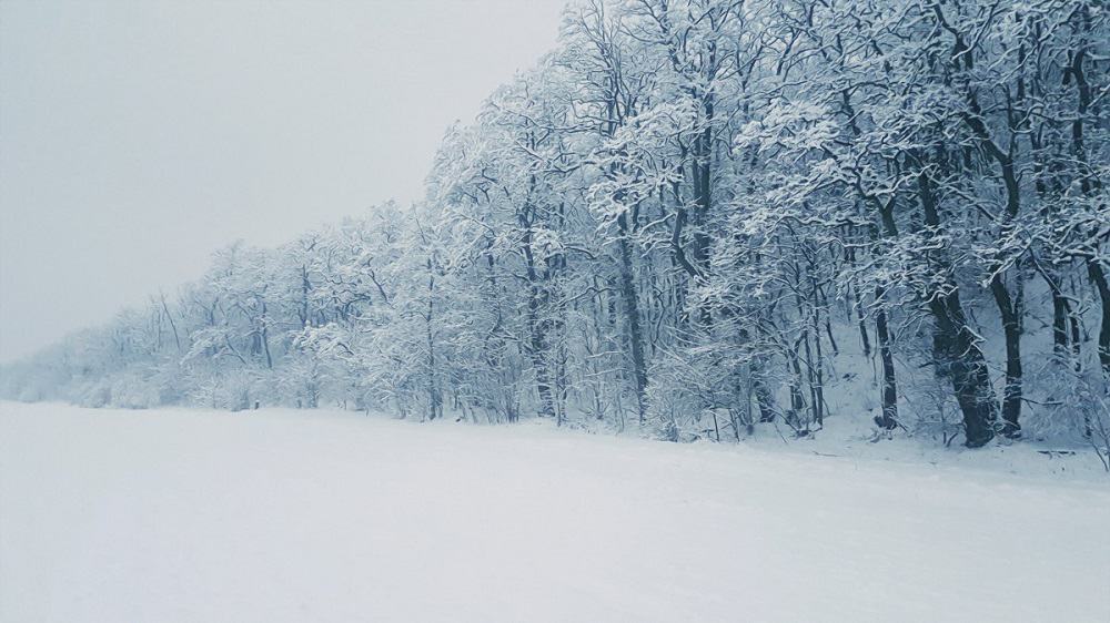 Árvores cobertas por neve