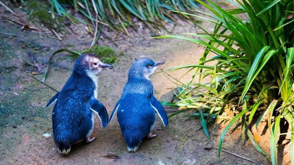 Casal de pinguins azuis