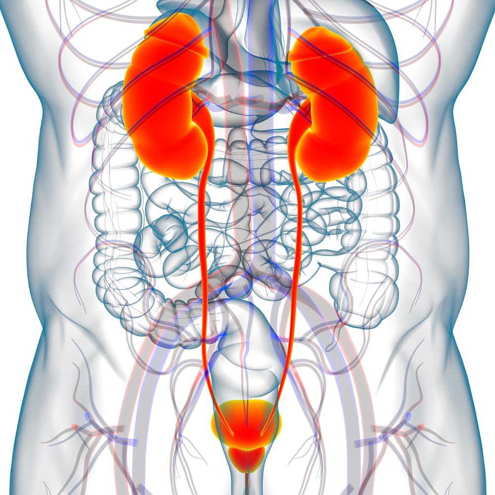 Sistema renal humano 