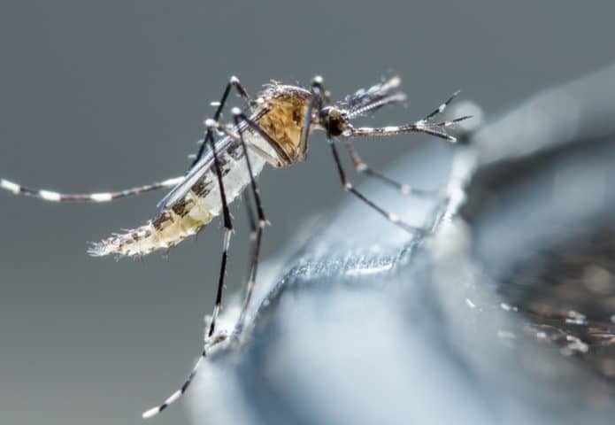 mosquito da dengue, Aedes aegypti