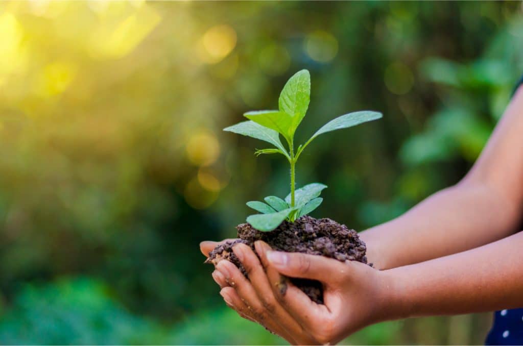 Imagem mostra duas mãos juntas, segunrando um punhado de terra como uma planta crescendo por cima