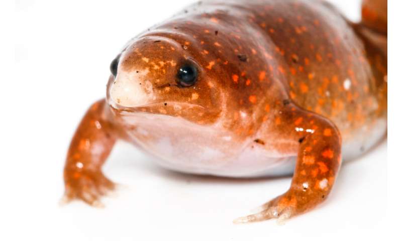 Imagem mostra um "sapo zumbi", descoberto por cientistas na Amazônia: o animal tem o naris afunilado, corpo gordo e pequeno, de cor laranja com manchas claras espalhadas pelas costas