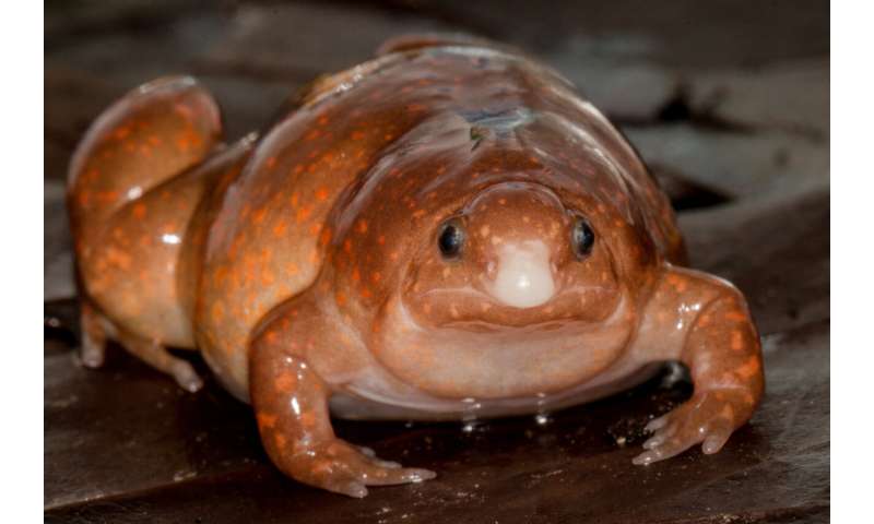 Imagem mostra um "sapo zumbi", descoberto por cientistas na Amazônia: o animal tem o naris afunilado, corpo gordo e pequeno, de cor laranja com manchas claras espalhadas pelas costas