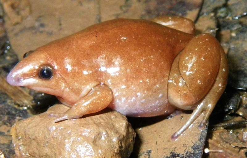 Imagem mostra um "sapo zumbi", descoberto por cientistas na Amazônia: o animal tem o naris afunilado, corpo gordo e pequeno, de cor laranja com manchas claras espalhadas pelas costas