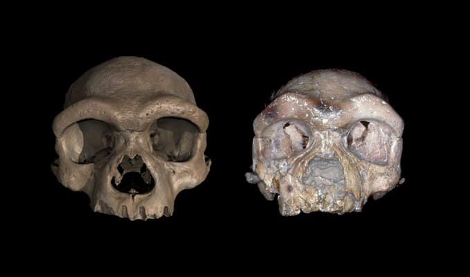 O crânio do "Homem Dragão" é realmente de uma nova espécie de hominídeo