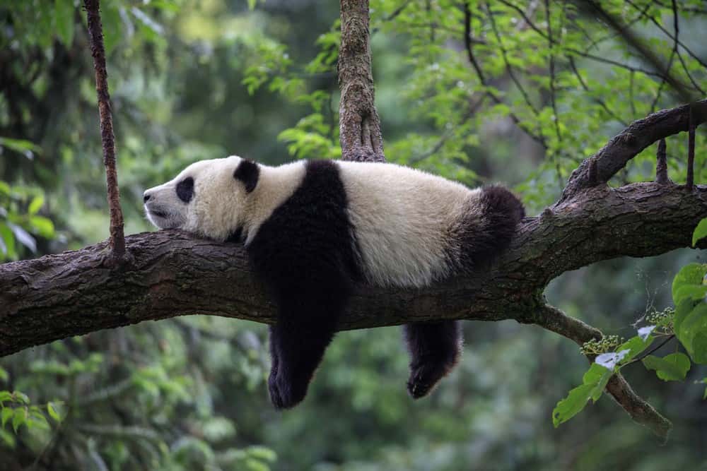 Panda gigante dormindo em um ramo de árvore, na reserva natural de Bifengxia, província de Sichuan.