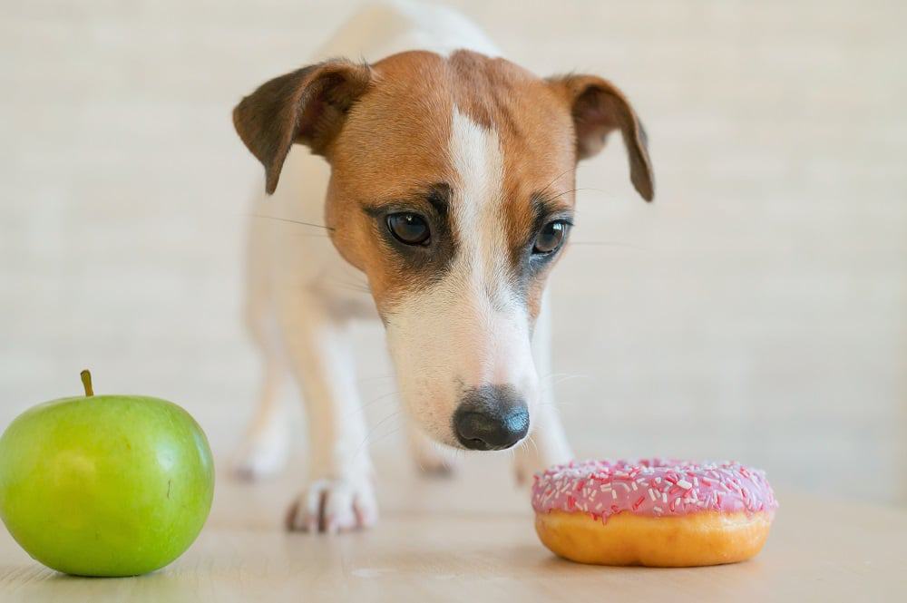App ajuda donos de pets com diabetes a monitorar a doença. imagem: Reshetnikov/iStock