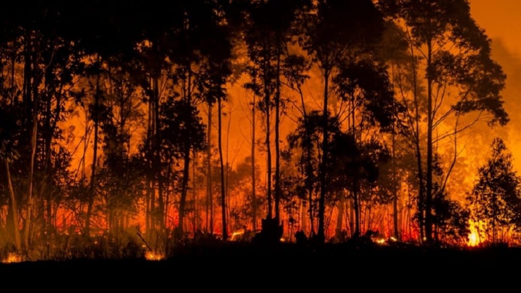Imagem mostra um incêndio florestal, com as árvores exibidas em silhueta à frente das chamas