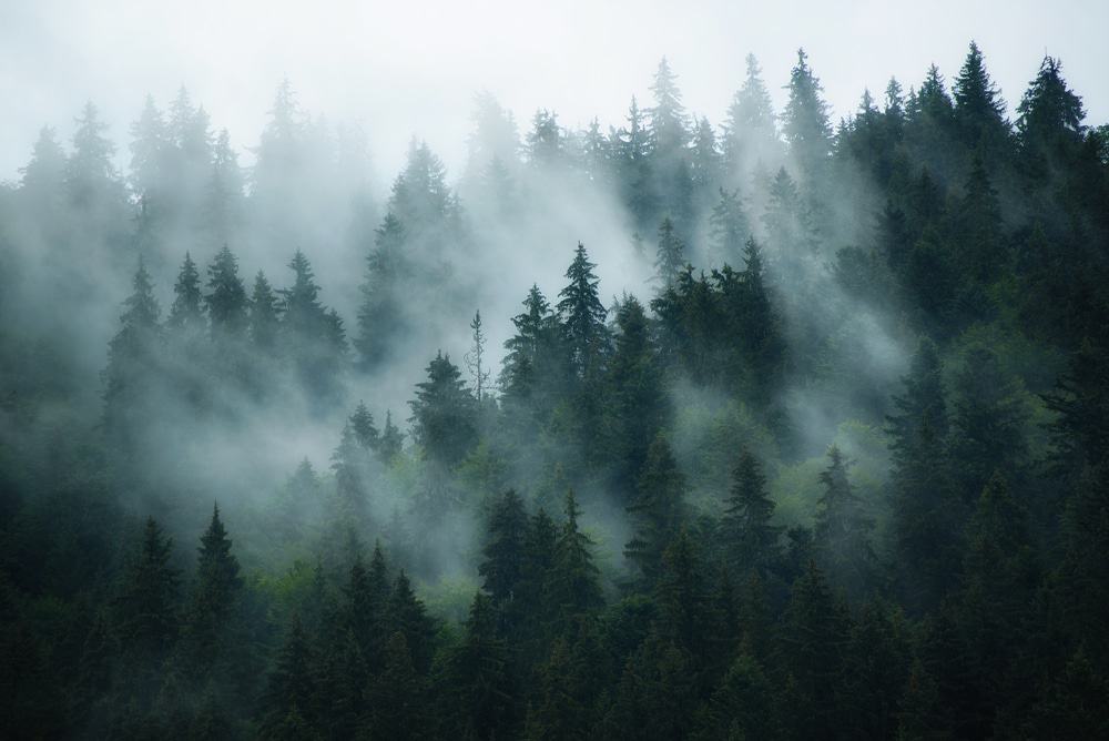 Degelo revela floresta milenar sob montanhas nos EUA O planalto Beartooth, localizado nas Montanhas Rochosas, nos Estados Unidos, fica a uma altitude de mais de 3 mil metros e abriga uma paisagem árida semelhante a uma tundra. Mas no passado o que existia ali era uma enorme floresta. Pasagem com floresta enevoada ao fundo