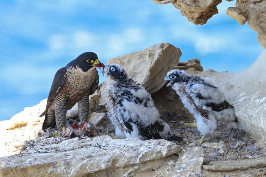 Imagem mostra um ninho de falcões peregrinos. O aquecimento global está fazendo filhotes de falcão saltarem de seus ninhos antes de aprenderem a voar, aumentando o percentual de mortes desses animais