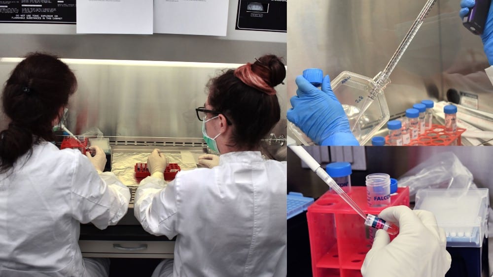 Cientistas estão extraindo os organóides que devem desenvolver tecidos humanos em experimento a bordo da Iss