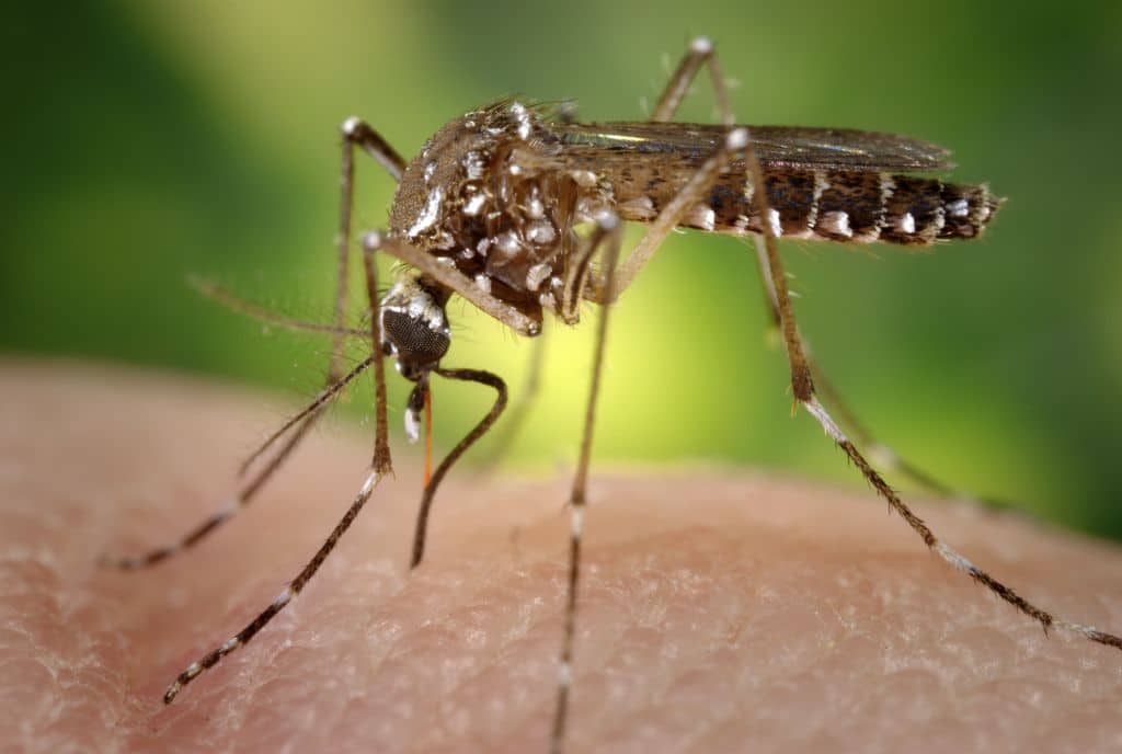 Mosquito Aedes aegypti