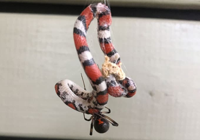 Uma viúva marrom comendo uma coral