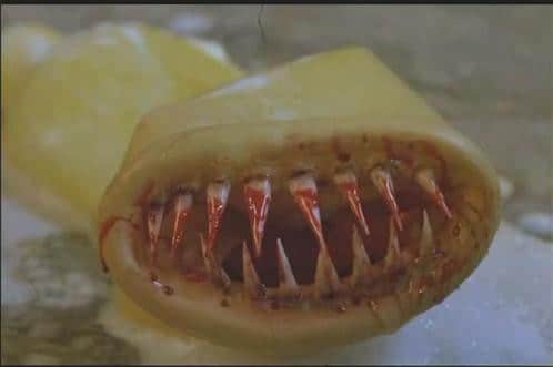Imagem mostra espécie de preservativo com dentes